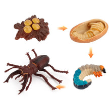 Load image into Gallery viewer, Stag Beetle Life Cycle Kit. Life cycle of Stage Beetle growth 4 stages.
