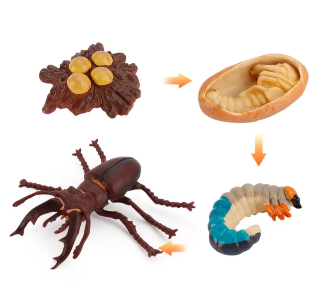 Stag Beetle Life Cycle Kit. Life cycle of Stage Beetle growth 4 stages.