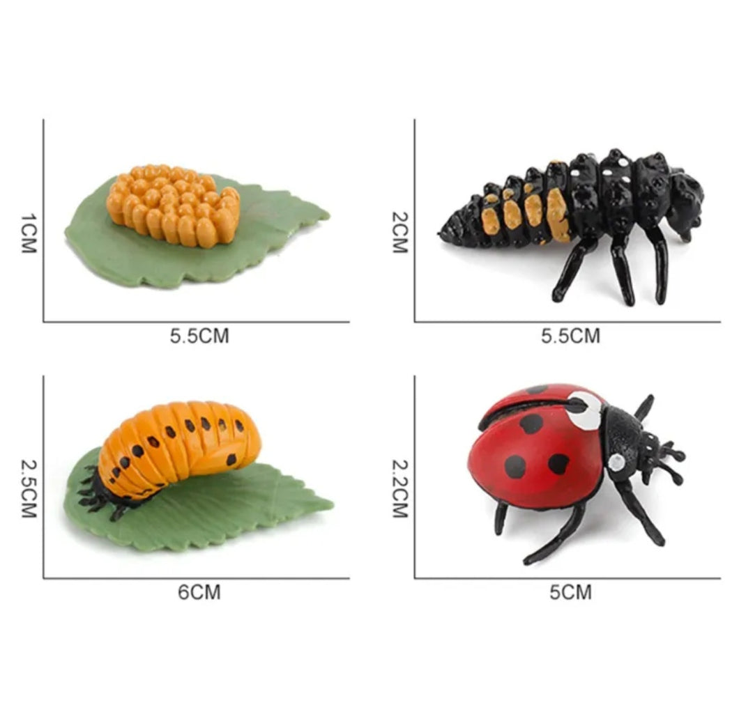 Lady Beetle Life Cycle Kit. Life cycle of Lady Beetle growth 4 stages.