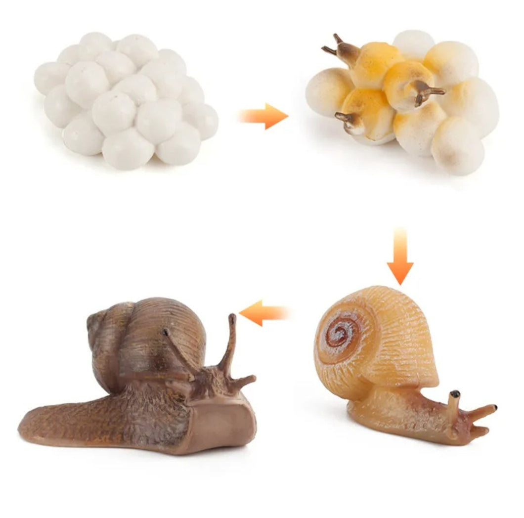 Snail Growth Life Cycle Kit