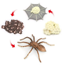 Load image into Gallery viewer, Spider life cycle kit, life cycle of spider growth 4 stages.
