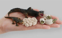 Load image into Gallery viewer, Crocodile Life Cycle Kit
