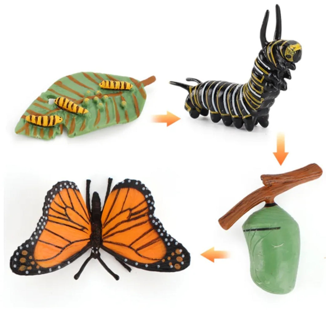 Life Cycle of a Butterfly (Monarch)