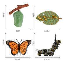 Load image into Gallery viewer, Life Cycle of a Butterfly (Monarch)
