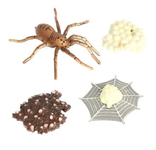 Load image into Gallery viewer, Spider life cycle kit, life cycle of spider growth 4 stages.
