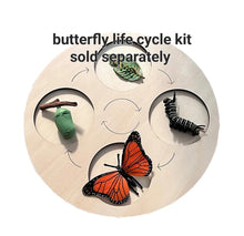 Load image into Gallery viewer, Life Cycle Kit. Life cycle board for the 4 stages of growth.

