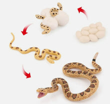 Load image into Gallery viewer, Snake Life Cycle Kit
