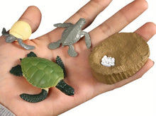 Load image into Gallery viewer, Sea Turtle Life Cycle Kit
