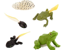 Load image into Gallery viewer, Frog Life Cycle Kit
