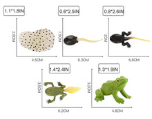 Load image into Gallery viewer, Frog Life Cycle Kit
